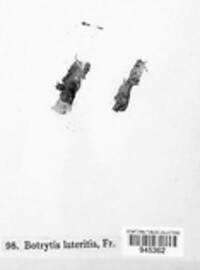 Acrostalagmus luteoalbus image